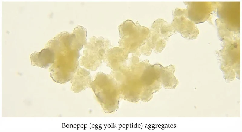 BonePep bone foundation ingredient visual